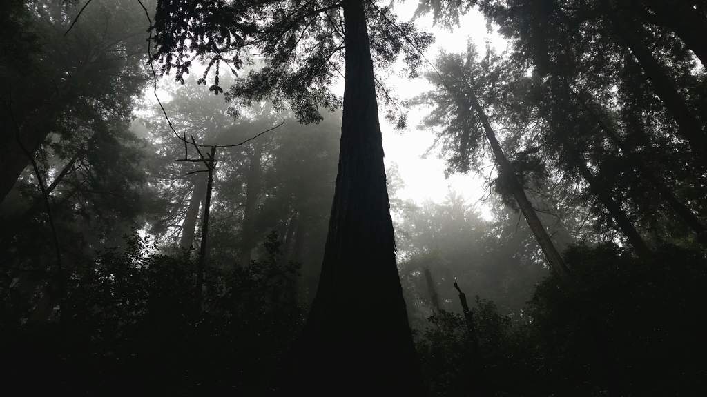 20161030MuirWoods3479