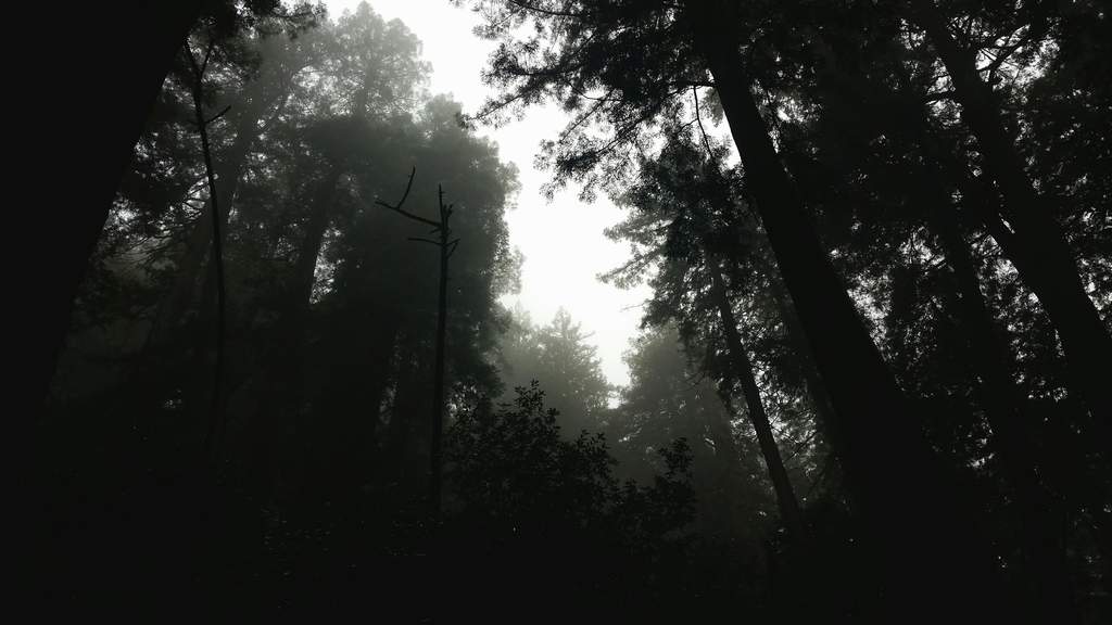 20161030MuirWoods3483