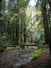 20161030MuirWoods3361