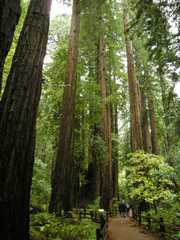 20161030MuirWoods3371