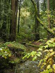 20161030MuirWoods3389