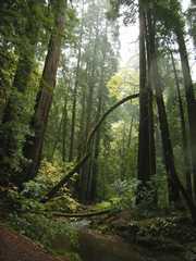 20161030MuirWoods3390