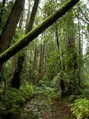 20161030MuirWoods3394