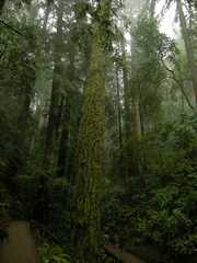 20161030MuirWoods3403