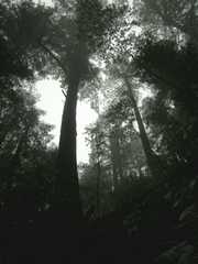 20161030MuirWoods3405