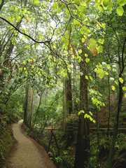 20161030MuirWoods3406