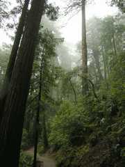 20161030MuirWoods3410