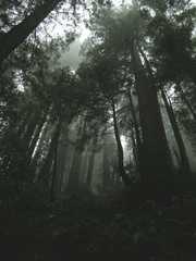 20161030MuirWoods3427