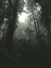 20161030MuirWoods3434