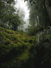 20161030MuirWoods3443