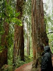 20161030MuirWoods3456