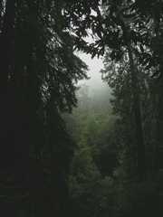 20161030MuirWoods3458