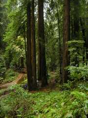 20161030MuirWoods3465