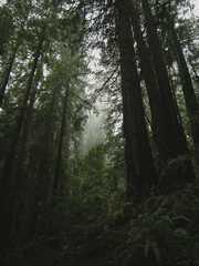 20161030MuirWoods3466