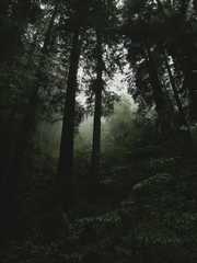 20161030MuirWoods3468