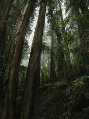 20161030MuirWoods3471