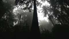 20161030MuirWoods3479