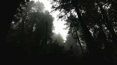 20161030MuirWoods3483