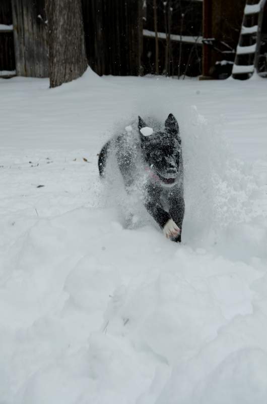 20161217Dogs8544