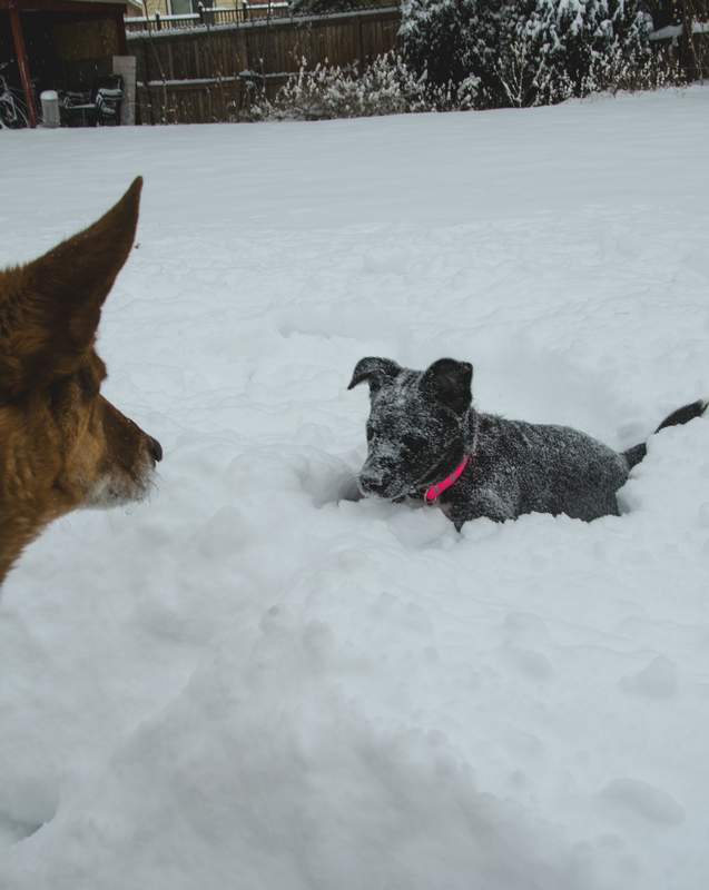 20161217Dogs8558