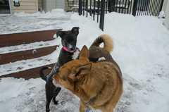 20161217Dogs8411