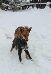 20161217Dogs8509