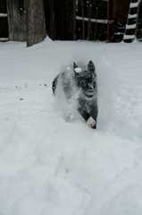 20161217Dogs8544