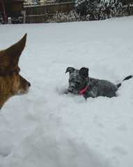 20161217Dogs8558