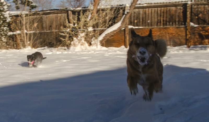 20161218Dogs8719