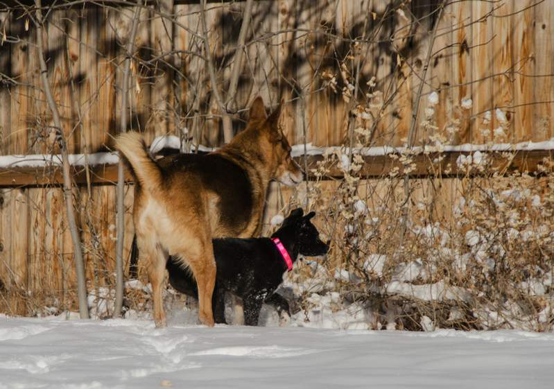 20161218Dogs8726