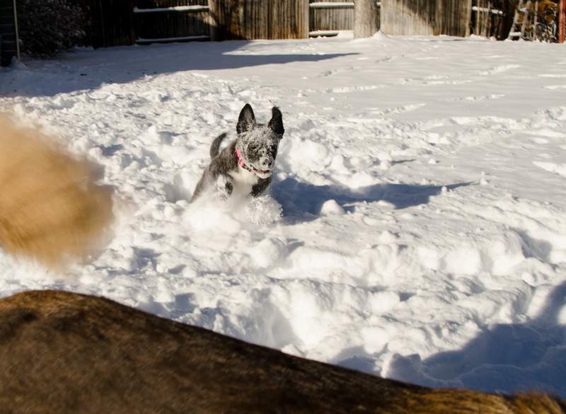 20161218Dogs8788