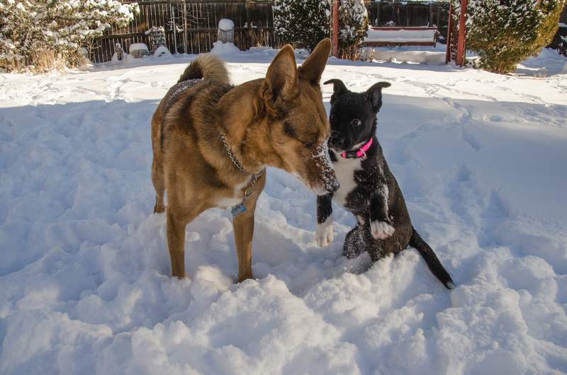 20161218Dogs8823