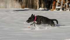 20161218Dogs8696