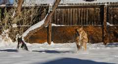 20161218Dogs8718