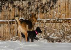 20161218Dogs8726