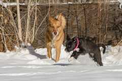 20161218Dogs8733