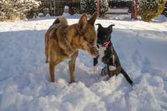 20161218Dogs8823