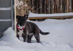 20161218Dogs8845