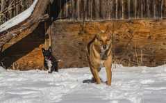 20161218Dogs8879