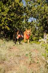 20170610Camping1147