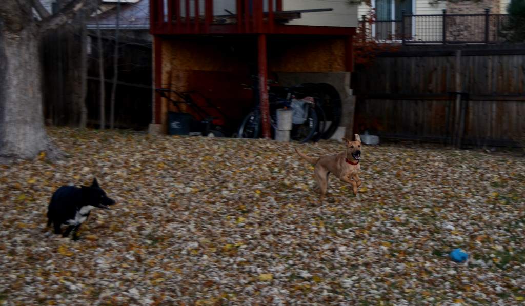 20181102Dogs3449