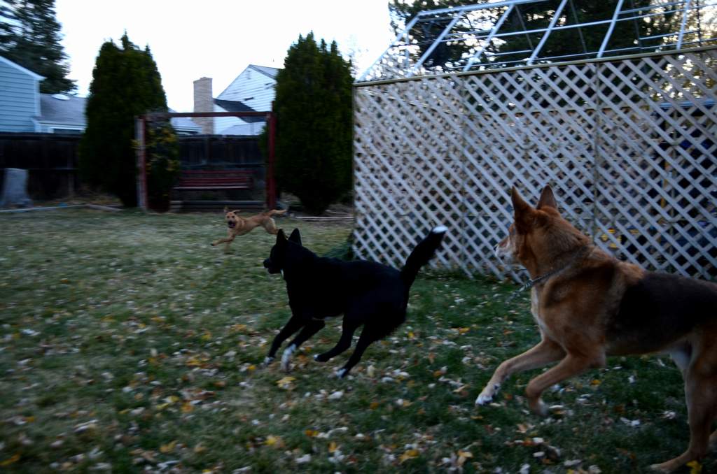 20181102Dogs3467