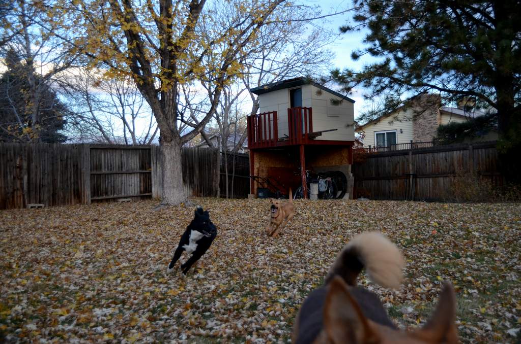 20181102Dogs3472