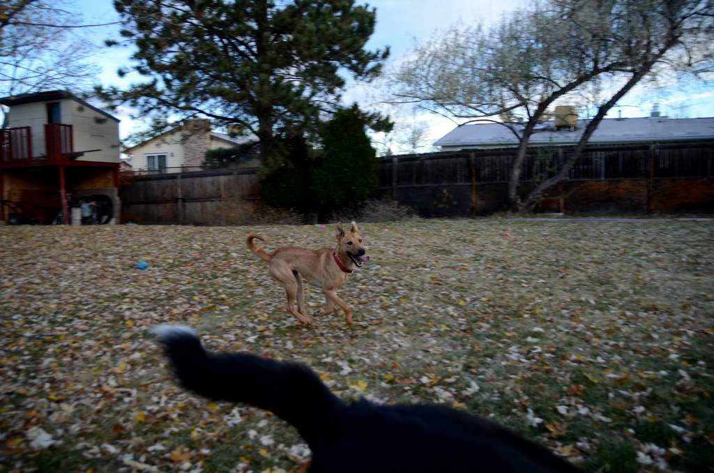 20181102Dogs3473