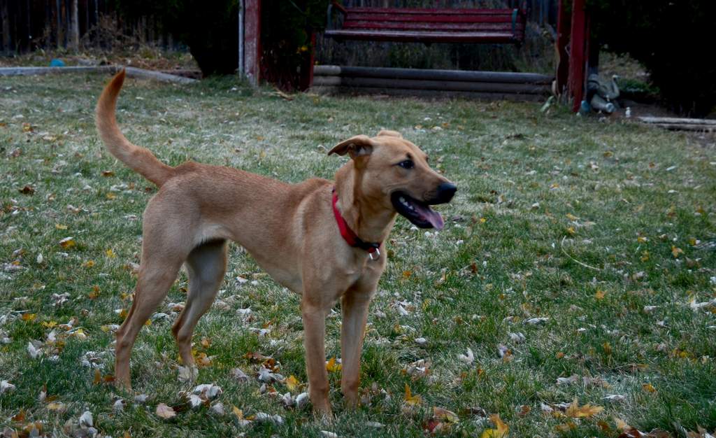 20181102Dogs3493