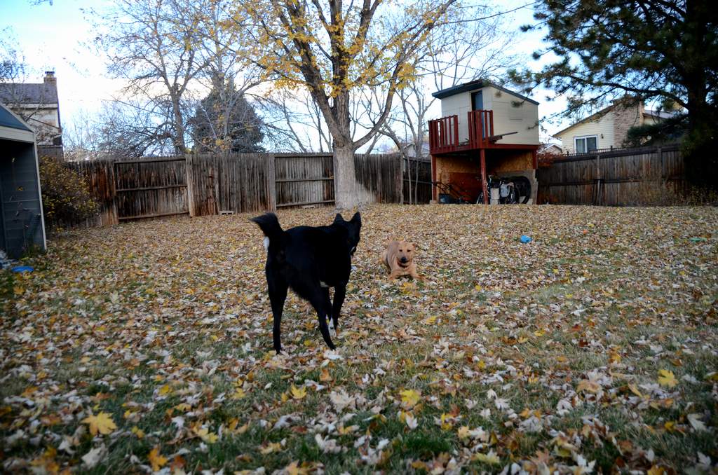 20181102Dogs3494