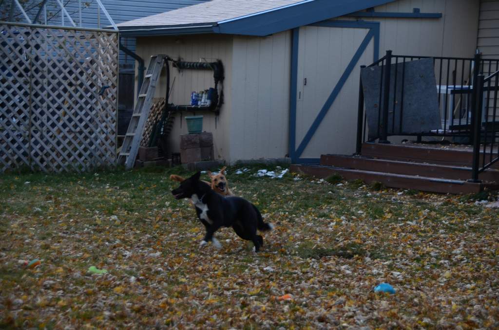 20181102Dogs3513