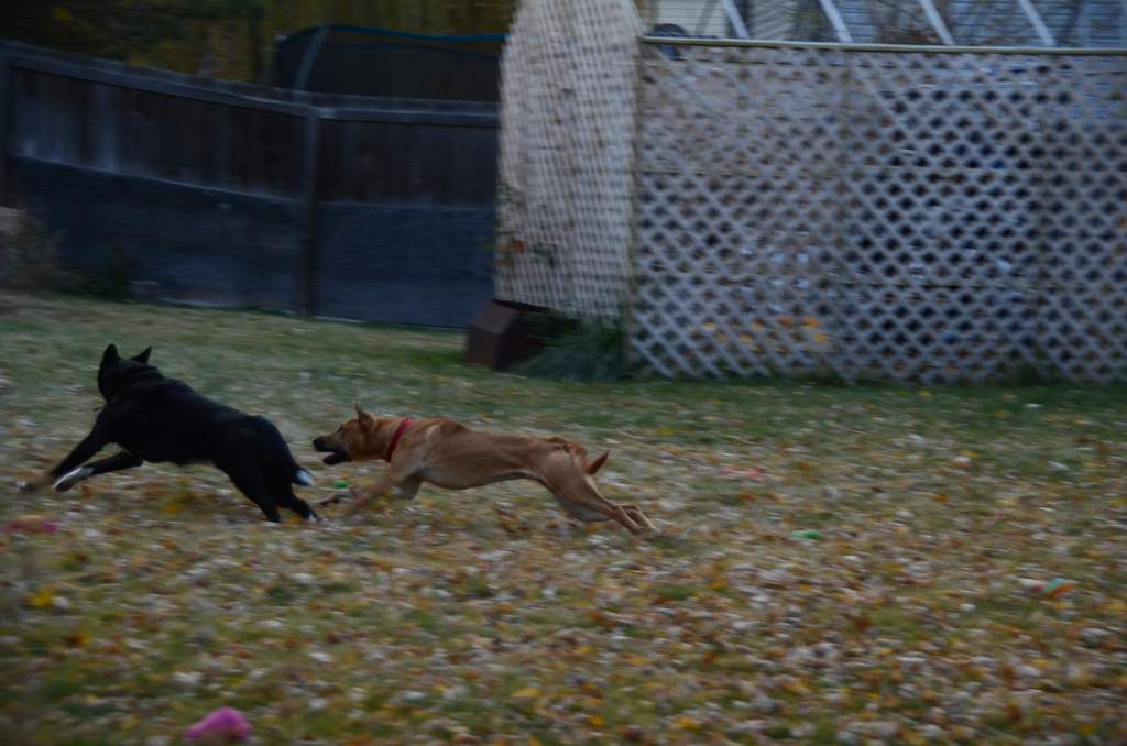 20181102Dogs3515