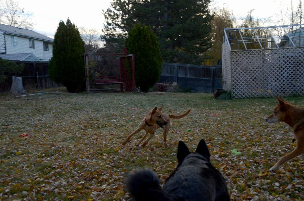 20181102Dogs3550