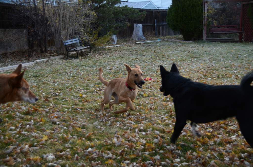 20181102Dogs3554
